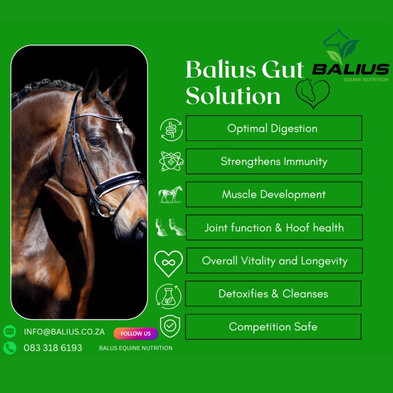 Gut Solution - Image 2