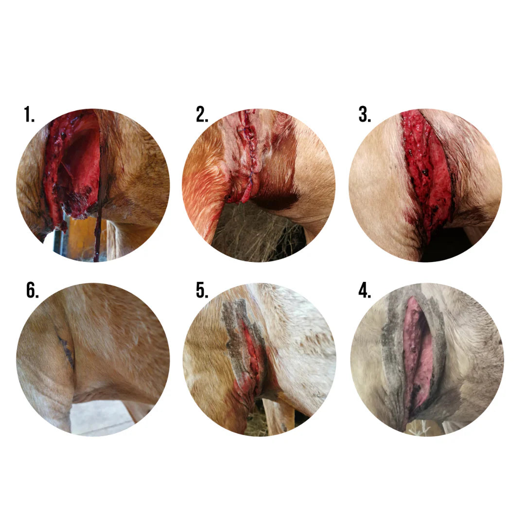 EQUI-GEL - Topical Wound Treatment Gel - Image 2