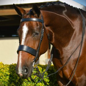 Showing Bridle